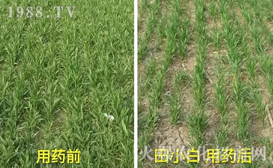 節(jié)節(jié)麥如何防除，用什么藥？怎么打藥效果好？