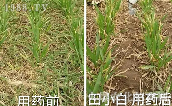 節(jié)節(jié)麥如何防除，用什么藥？怎么打藥效果好？