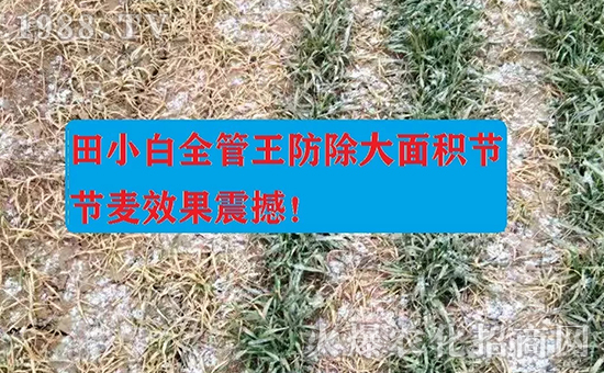 節(jié)節(jié)麥如何防除，用什么藥？怎么打藥效果好？