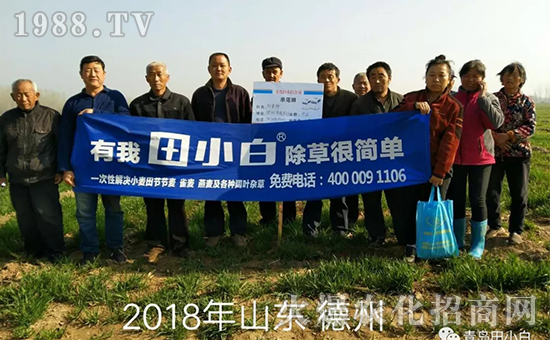 節(jié)節(jié)麥如何防除，用什么藥？怎么打藥效果好？