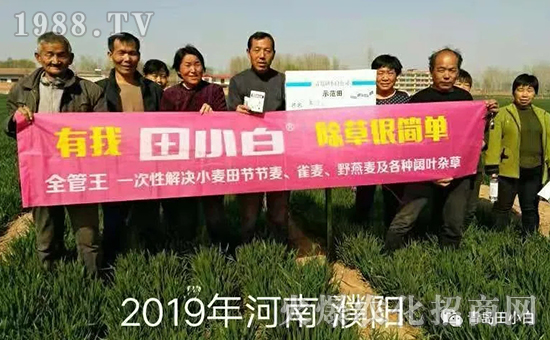 39節(jié)節(jié)麥如何防除，用什么藥？怎么打藥效果好？