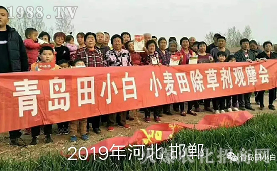 節(jié)節(jié)麥如何防除，用什么藥？怎么打藥效果好？