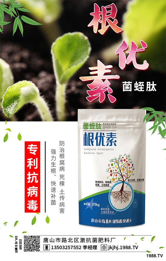 白菜霜霉病是如何引起的？有哪些危害？白菜霜霉病的預(yù)防措施