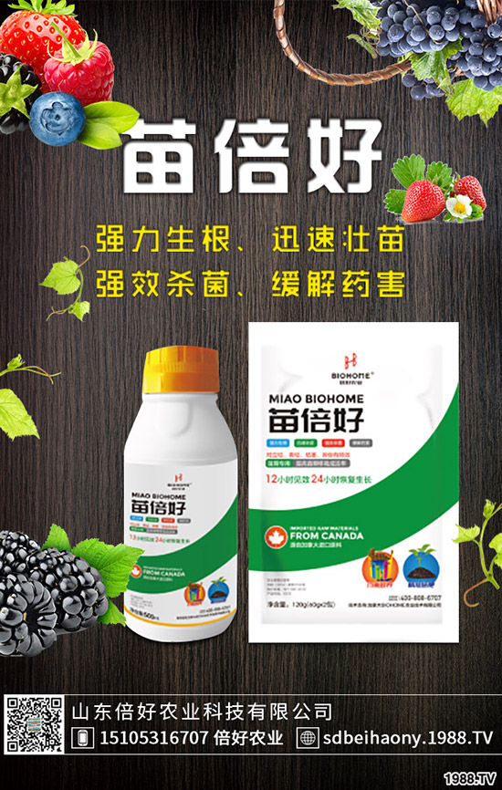 生姜什么時(shí)候種植，生姜什么時(shí)候采收？