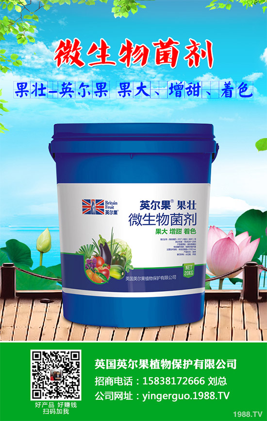 油麥菜什么時候種植？油麥菜高產(chǎn)種植技術(shù)要點