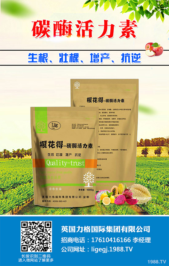 油麥菜什么時候種植？油麥菜高產(chǎn)種植技術(shù)要點