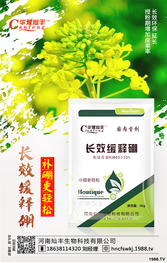 甘藍(lán)立枯病來襲，到底該如何防治？甘藍(lán)立枯病防治措施