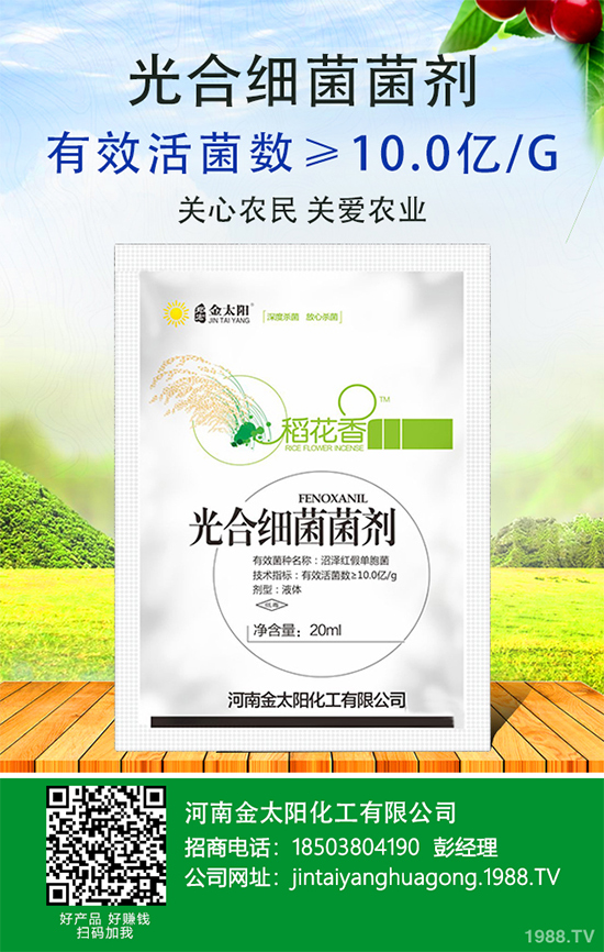 辣椒爛果多原因？辣椒爛果防治辦法！