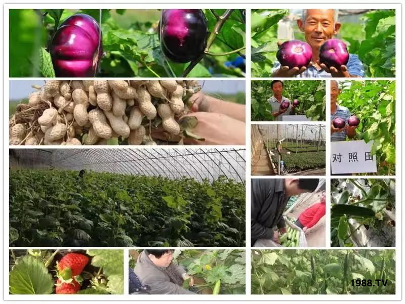 礦源黃腐酸鉀——精品肥！1公斤=8噸有機(jī)肥！新疆源頭直發(fā)?。?！