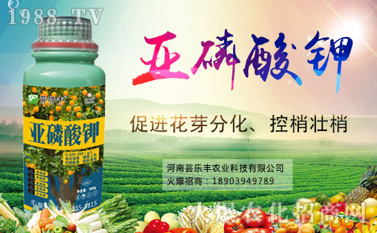 �����|���S�ɹ����v1988.TV���_���r(n��ng)�Y�N����������