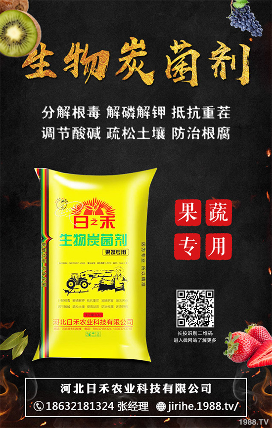 洋蔥定植你掌握了嗎？洋蔥定植及定植后管理方案