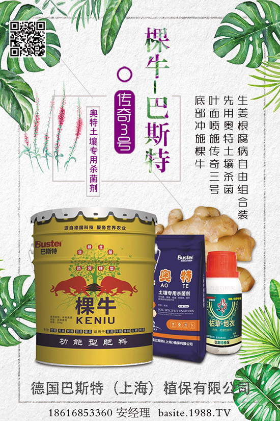 菜豆要高產，種植方法很重要！菜豆如何高產栽培呢？