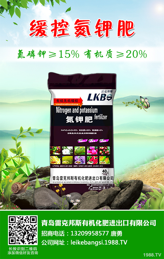 白皮松假活是咋回事？白皮松假活解決措施