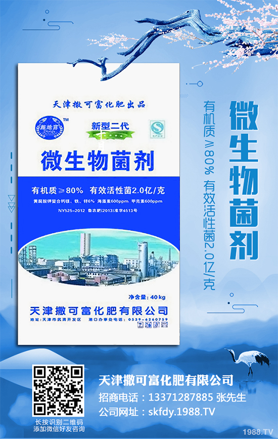 白皮松移栽后枯黃是咋回事？該怎么解決？快來(lái)看看吧