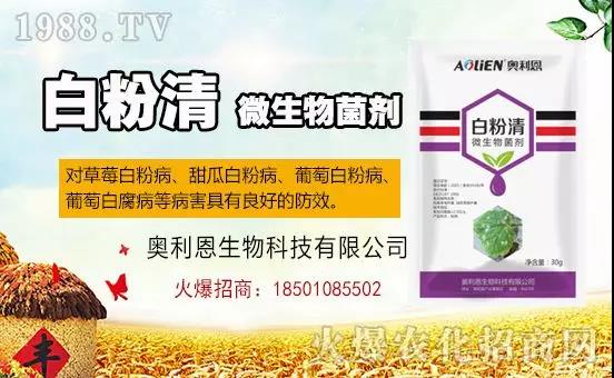 白粉病“反復(fù)難纏”？ 記住這個(gè)藥，高效防治白粉病，鏟除！