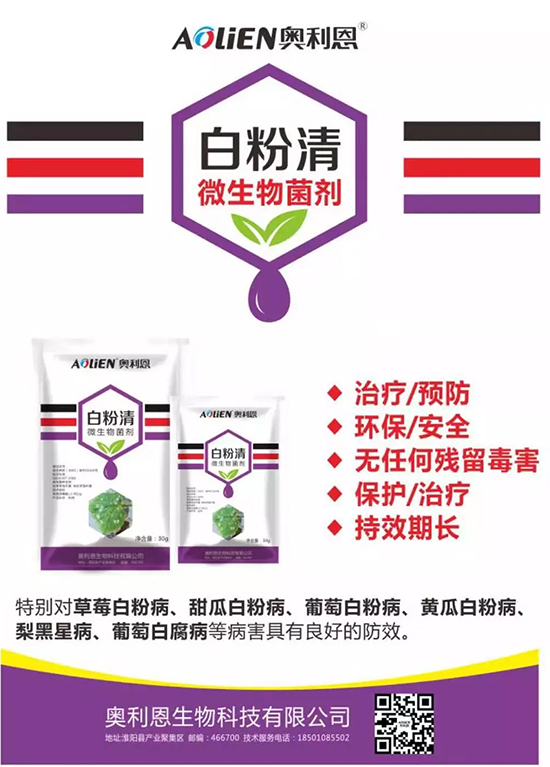 白粉病“反復(fù)難纏”？ 記住這個(gè)藥，高效防治白粉病，鏟除！