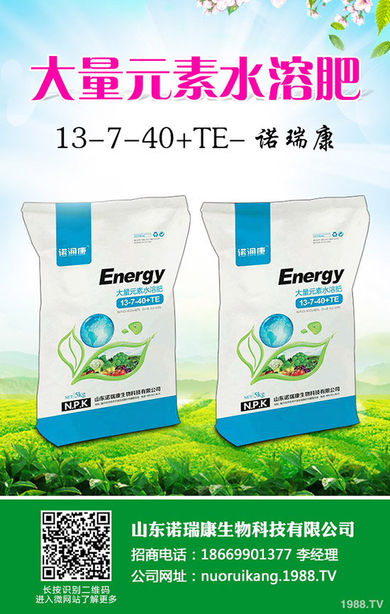     奶油草莓如何種植？奶油草莓種植時(shí)間及管理方法技術(shù)！1-(1753)