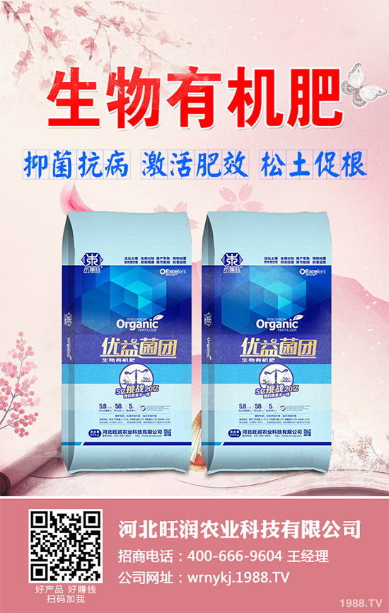 大棚韭菜該怎么種？冬季大棚韭菜種植技術要點