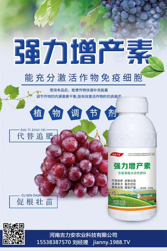 大棚蘑菇該如何種植？大棚蘑菇的種植管理技術(shù)