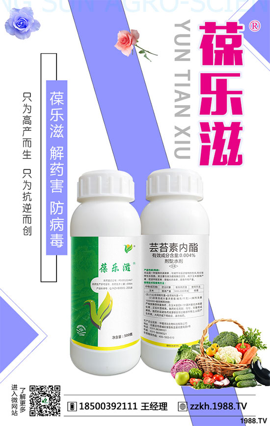 花椰菜黑腐病危害有哪些？花椰菜黑腐病的防治措施！