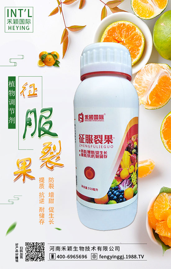 木耳菜什么時間種植？木耳菜種植方法！