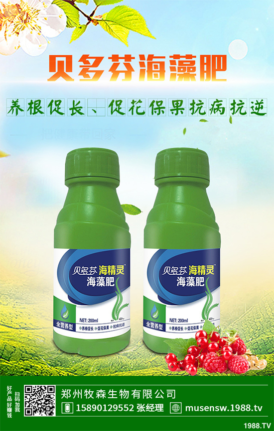 天麻該怎么種植？天麻的環(huán)境要求及種植技巧