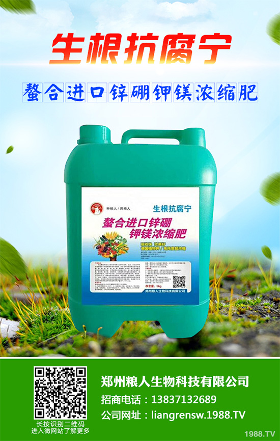 新鮮天麻和干天麻有哪些區(qū)別？那個(gè)效果更好？