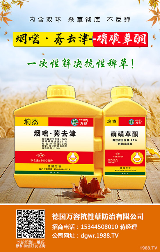 李子苗種植的季節(jié)，李子高產(chǎn)種植要點！