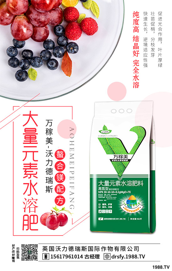 冬季該如何栽培馬鈴薯？七步輕松獲得高產(chǎn)