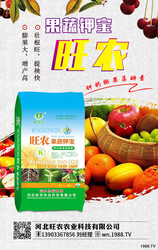 茄子育苗的種植時(shí)間，茄子育苗的栽培管理要點(diǎn)有哪些？