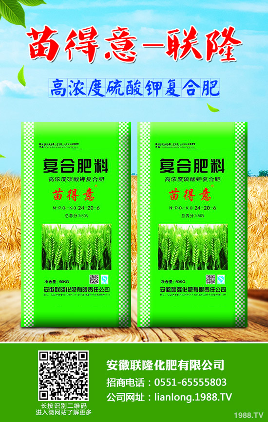 秋季如何種植香菜才能高產(chǎn)？秋季香菜種植技術(shù)！