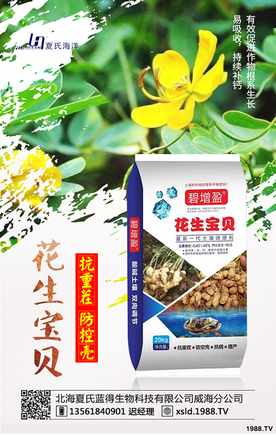 板藍根種前景如何？板藍根高產(chǎn)種植要點！