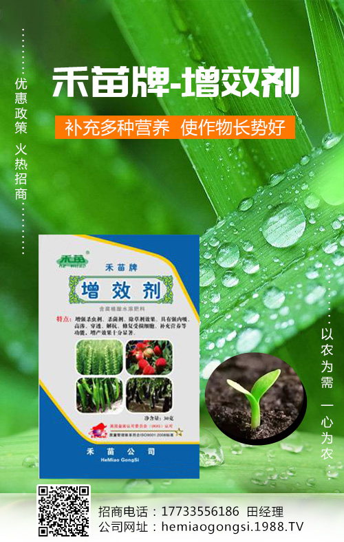 香瓜種植管理做好這些，產量收益有