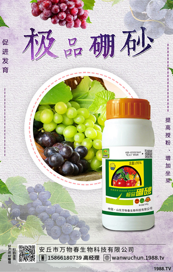 枸杞如何種植，枸杞種植條件有哪些？