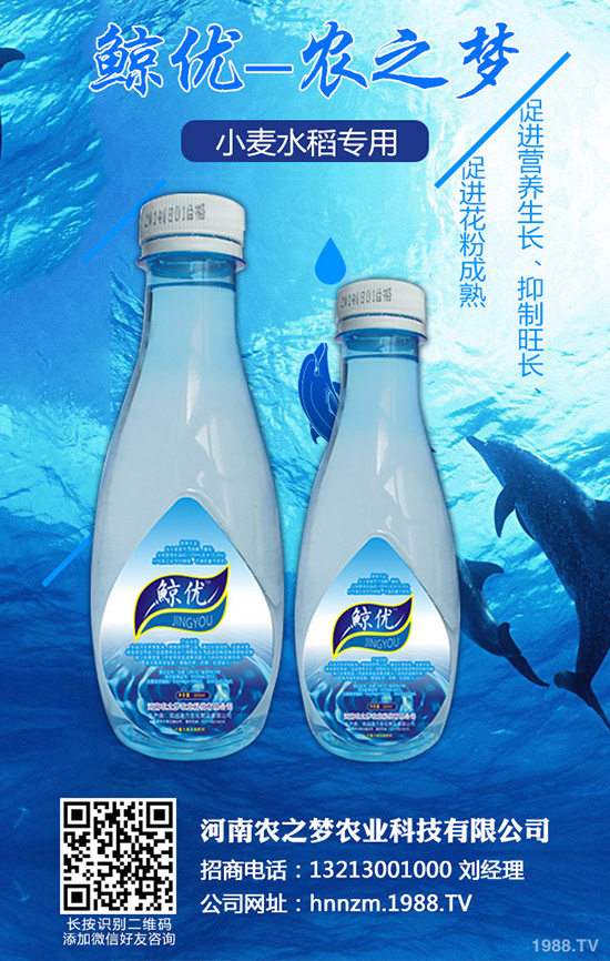 芹菜斑枯病有哪些危害？該如何防治？芹菜斑枯病的發(fā)生與防治