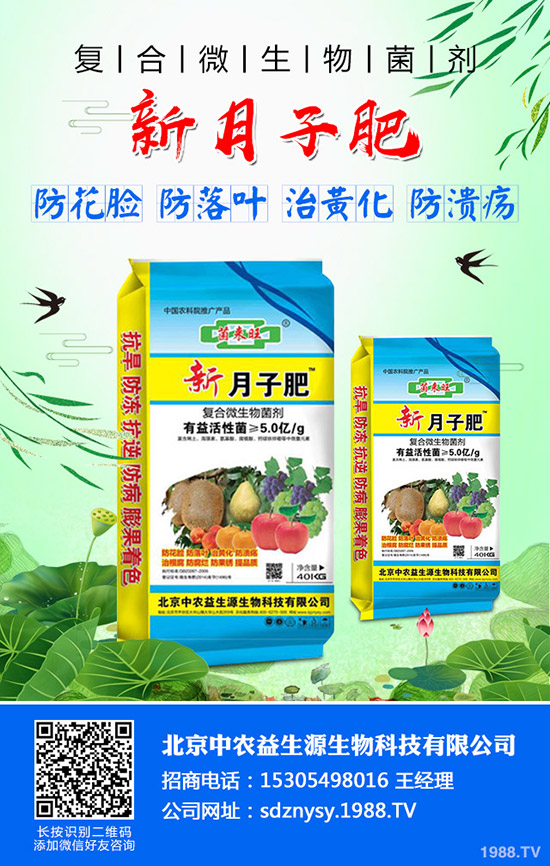 秋季大白菜什么時候種植合適？秋季大白菜的種植時間及種植方法