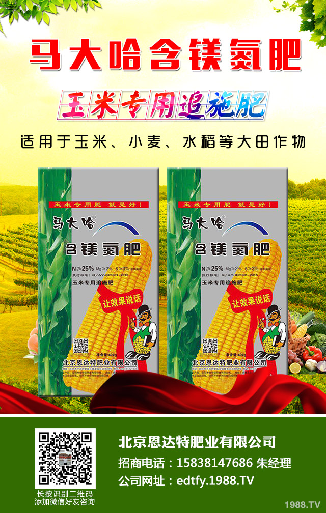 洋蔥返青期怎么管理？洋蔥返青期巧管理