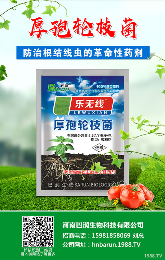 金枝玉葉怎么修剪，金枝玉葉修剪方法！