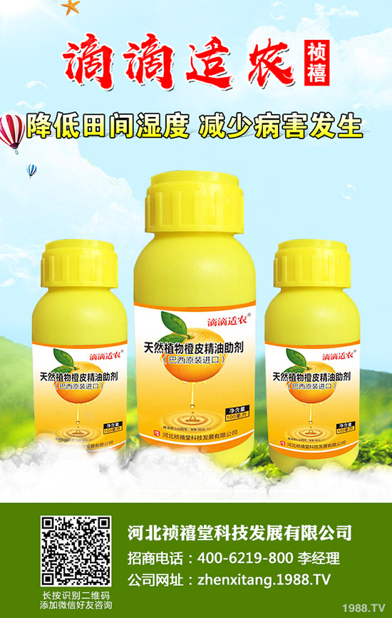 秋季草莓如何管理才能高產(chǎn)？秋季草莓定植管理技術(shù)！