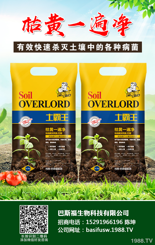 茄子立枯病如何巧防治？茄子立枯病防治技巧