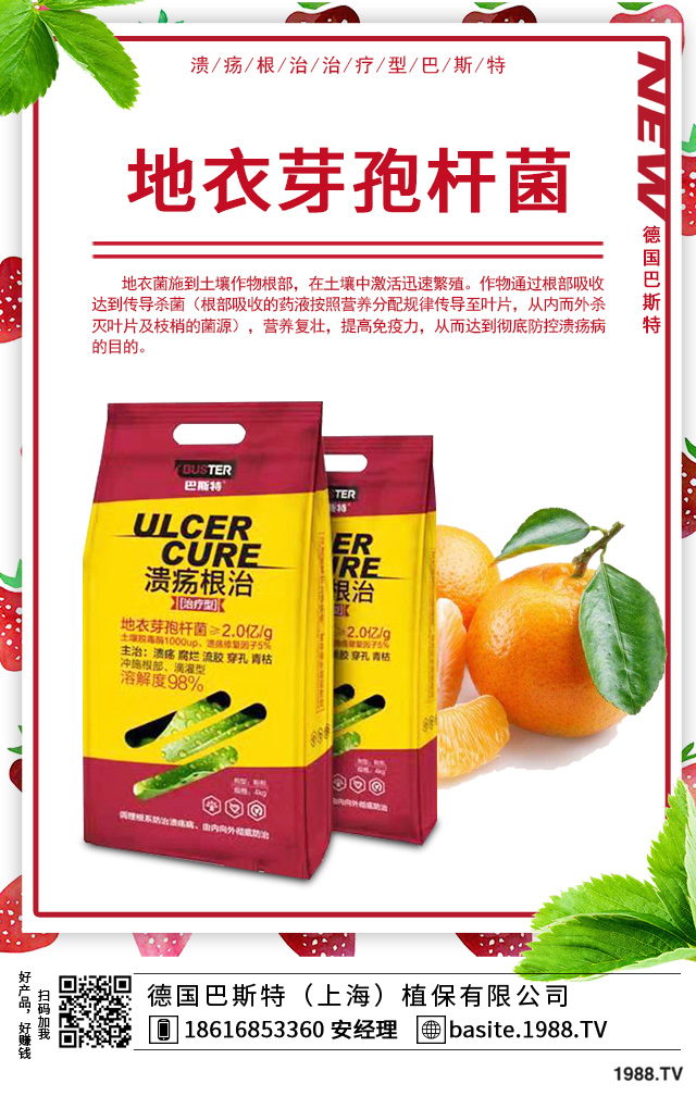 富貴竹葉尖枯怎么辦？富貴竹葉尖枯病因及防治