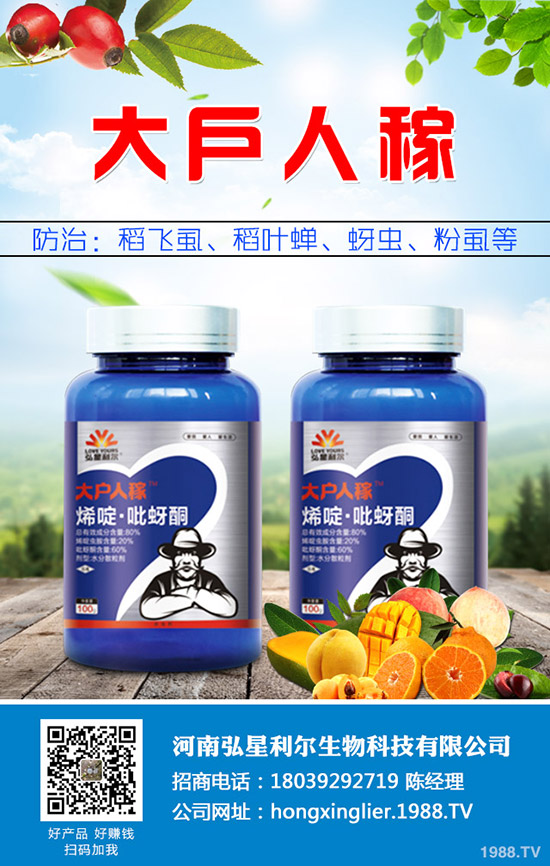 洋蔥種植后要怎么管理？洋蔥種植管理技術(shù)要點(diǎn)！