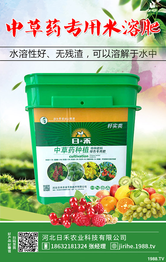 洋蔥種植想高產(chǎn)，種植方法很重要！洋蔥種植技術(shù)要點(diǎn)