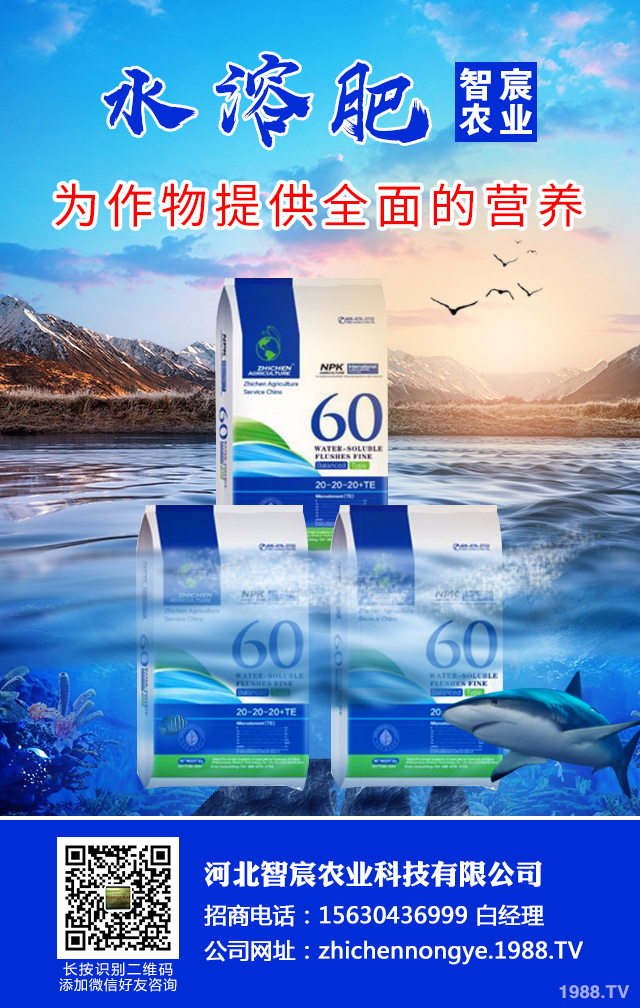 冬季辣椒秧苗如何防凍？辣椒苗冬季防凍技術(shù)