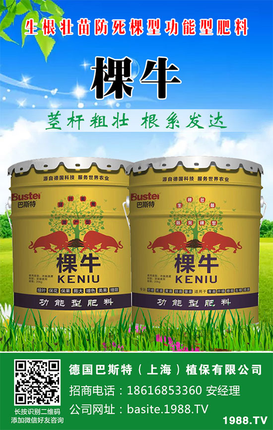 洋蔥如何施肥？洋蔥科學(xué)合理的施肥方法！