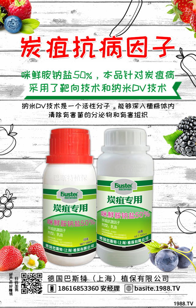 煙草炭疽病怎么辦？煙草炭疽病有效防治技巧