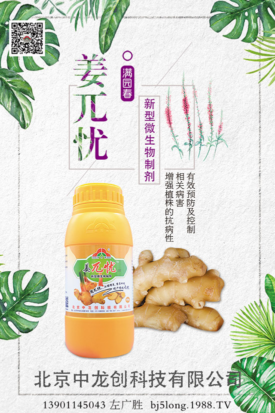 生姜施肥的方法有哪些，如何施肥才能高產(chǎn)？生姜施肥技巧！