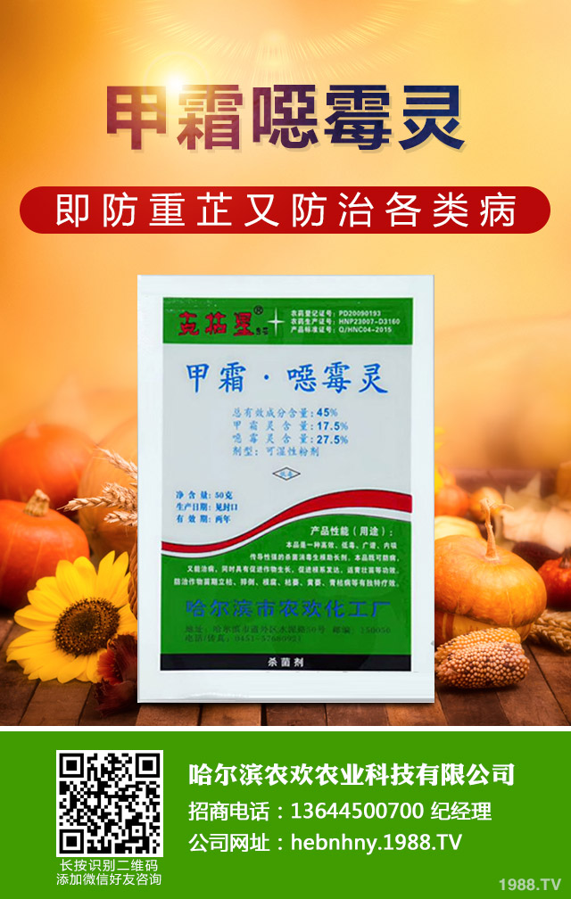 溫室黃瓜灰霉病如何防控？溫室黃瓜灰霉病防控技巧