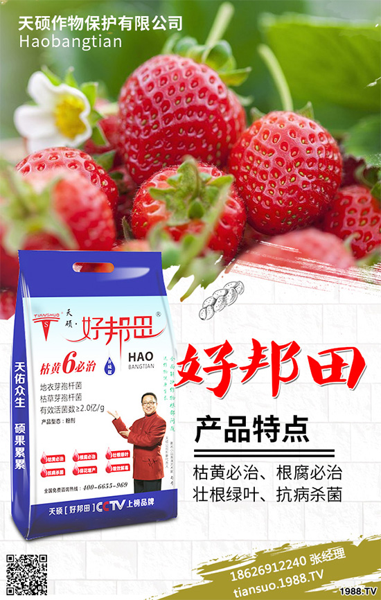 萵苣霜霉病危害這么大，你知道該如何防治嗎？萵苣霜霉病防治方法