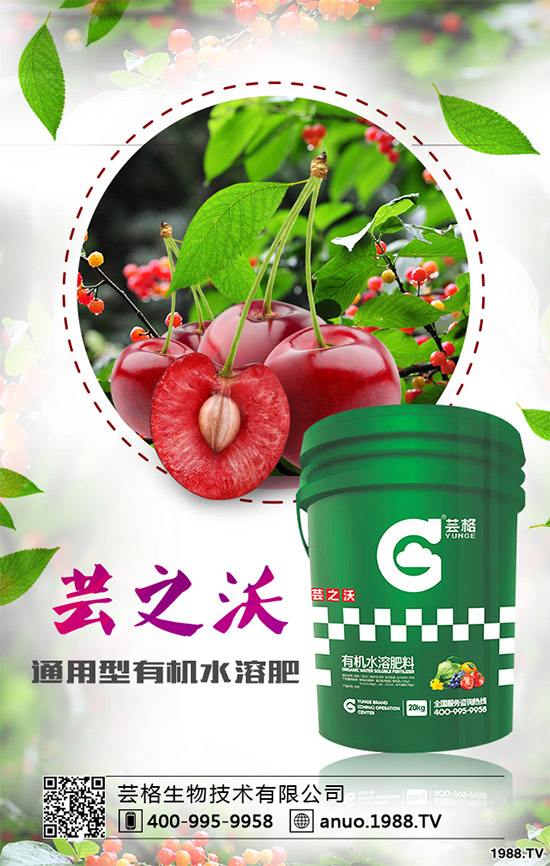 郁金香該如何種植？郁金香的種植管理方案